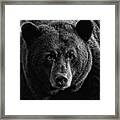 Adult Male Black Bear Framed Print