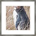 Adult Yellow-eyed Penguin 2 Framed Print