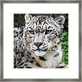 Adult Snow Leopard Portrait Framed Print
