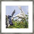 Aerial Battle Between Tricolored Heron And Snowy Egret Framed Print