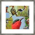 African Bird Montage Framed Print