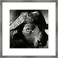 African Buffalo Bull Close-up Framed Print