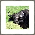 African Buffalo Framed Print