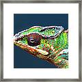 African Chameleon Framed Print