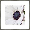 African Daisy  Sky And Ice Framed Print