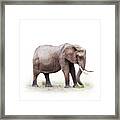 African Elephant Grazing - Isolated On White Framed Print