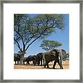 African Elephant Loxodonta Africana Framed Print