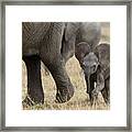 African Elephant Mother And Under 3 Framed Print