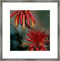 African Fire Lily Framed Print
