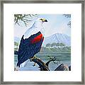 African Fish Eagle Framed Print