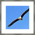 African Fish Eagle Framed Print