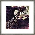 African Giraffe 01 Framed Print