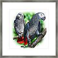 African Grey Parrots A Framed Print