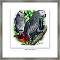 African Grey Parrots Framed Print