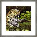 African Leopard Framed Print