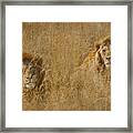 African Lion Brothers Framed Print