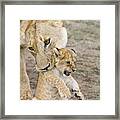 African Lion Mother Picking Up Cub Framed Print