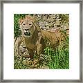 African Lion Framed Print