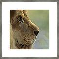 African Lion Panthera Leo Male Portrait Framed Print