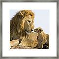 African Lion Panthera Leo Seven Framed Print