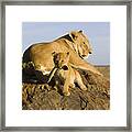African Lion With Mother's Tail Framed Print