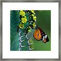 African Monarch On Cactus Framed Print