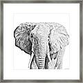 African Safari B Framed Print