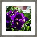 African Violets And The Promise Of New Framed Print
