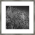 After The Ice Storm Framed Print