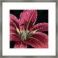 After The Rain - Lily Framed Print