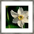 Afternoon Of Narcissus Poeticus. Framed Print