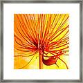 Agapanthus 2  Yellow Framed Print