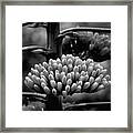 Agave Buds Framed Print