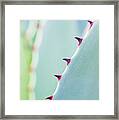 Agave Parryi Abstract Framed Print