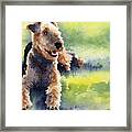 Airedale Terrier Framed Print