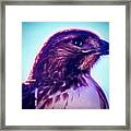 Ak-chin Red-tailed Hawk Portrait Framed Print