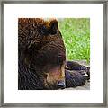 Alaska Grizzly Framed Print