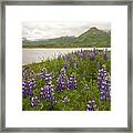 Alaska Kodiak Island Lupines Framed Print