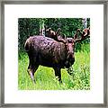 Alaska Moose Framed Print