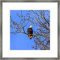 Alaskan Bald Eagle In Tree At Sunset Framed Print
