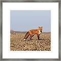 Alaskan Red Fox Framed Print