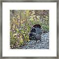 Alaskan Spruce Grouse Framed Print