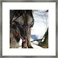 Alaskan Tundra Wolf Framed Print