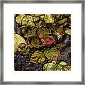 Alder Leaves Dan Creek 2015 Framed Print