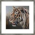 Alert Bengal Framed Print