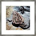 Alien Fossil Framed Print