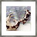 All Stretched Out - Rdw250809 Framed Print