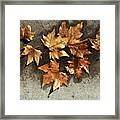 All The Leaves Are Brown Framed Print