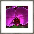 Allan Gardens Orchid Framed Print