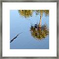 Alligator Swimming In A Pond Framed Print